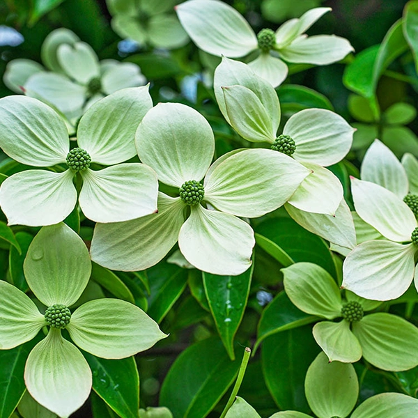 Cornus kousa