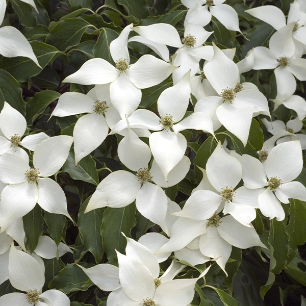 Cornus kousa