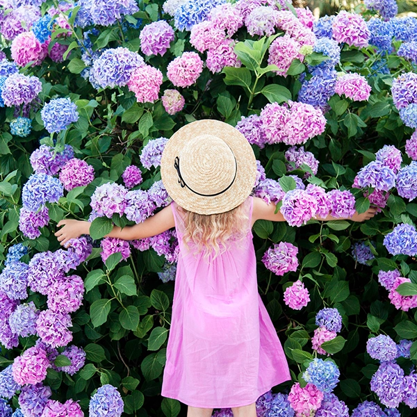 Une personne portant une robe rose et un chapeau de paille se tient devant un mur de fleurs d'hortensias en pleine floraison. Les fleurs sont de couleur rose, bleue et violette, avec des feuilles vertes.