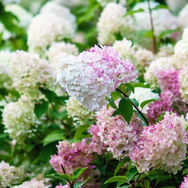 Fleurs d'hortensias en pleine floraison, avec des couleurs variant du blanc au rose et au violet. Les fleurs sont regroupées en grappes denses, entourées de feuilles vertes.