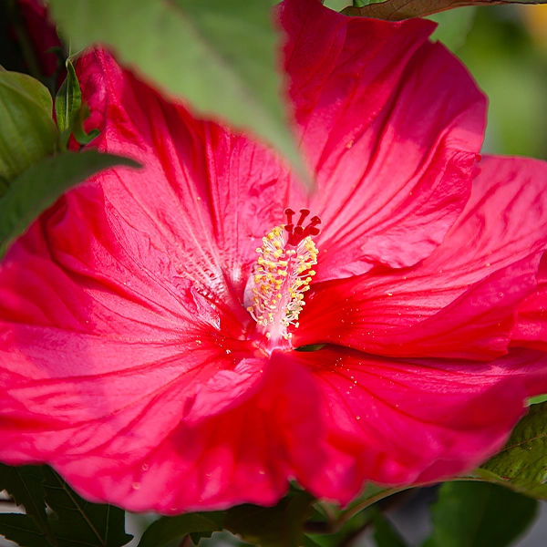 Faciles à vivre, robustes, généreux en fleurs : les Spirées ont tout pour plaire !