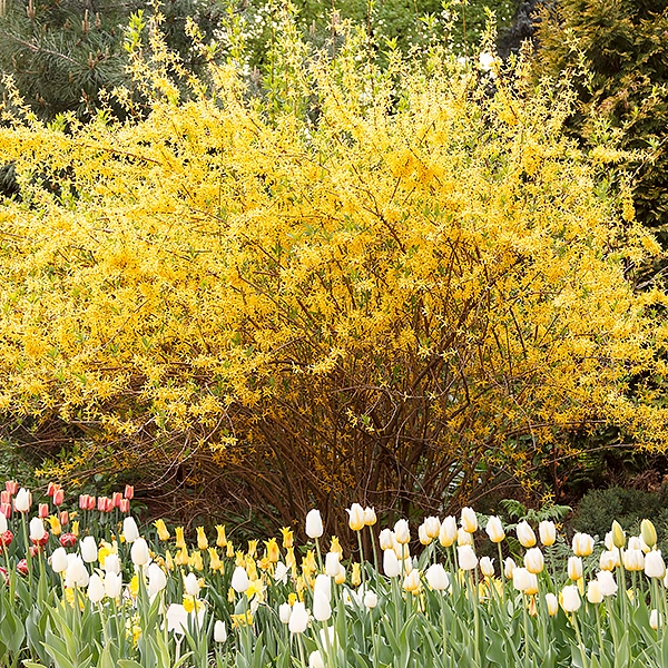 Les arbustes à floraison printanière : les vedettes du jardin
