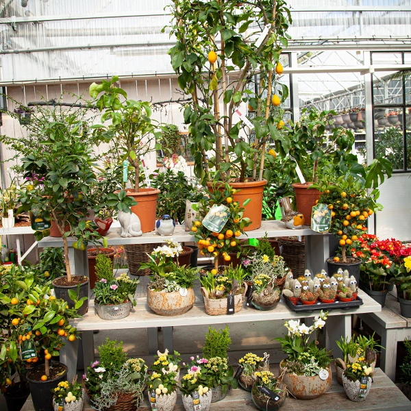 Une serre remplie de diverses plantes en pot, disposées sur des étagères et des tables. Les plantes incluent des agrumes en pot, des plantes à fleurs, des plantes succulentes et des plantes décoratives, créant un environnement de jardin luxuriant et diversifié.