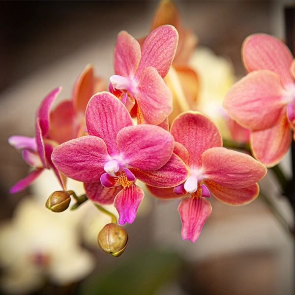 Fleurs d'orchidée en pleine floraison, avec des pétales roses et des centres blancs et jaunes. Les fleurs sont disposées en grappes et sont entourées de bourgeons, créant une apparence délicate et élégante.