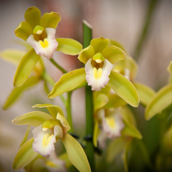 Fleurs d'orchidée en pleine floraison, avec des pétales verts et des centres blancs et jaunes. Les fleurs sont disposées en grappes et sont entourées de feuilles vertes, créant une apparence délicate et élégante.