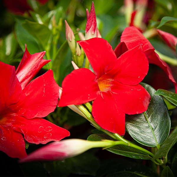 Fleurs rouges vibrantes en pleine floraison, avec des pétales larges et un centre jaune. Les fleurs sont entourées de feuilles vertes et sont situées dans un jardin ou un parterre de fleurs.