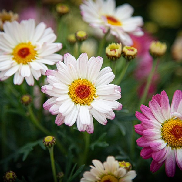 Fleurs de marguerites en pleine floraison, avec des pétales blancs et roses et des centres jaunes et rouges. Les fleurs sont entourées de feuilles vertes et sont situées dans un jardin ou un parterre de fleurs
