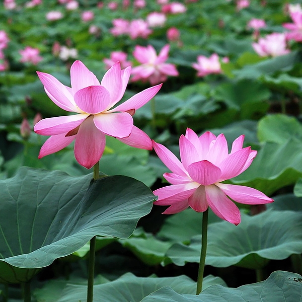 Fleurs de lotus roses en pleine floraison, avec des pétales délicats et des centres blancs. Les fleurs sont entourées de grandes feuilles vertes et sont situées dans un étang ou un jardin aquatique.