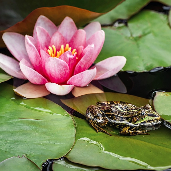 Une fleur de Nénuphars rose en pleine floraison, avec des pétales délicats et un centre jaune vif. La fleur est entourée de grandes feuilles vertes flottant sur l'eau. Une grenouille est posée sur une feuille de nénuphar à côté de la fleur.