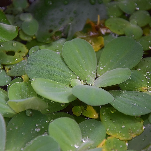 Feuilles vertes succulentes flottant sur l'eau, avec des gouttes de rosée. Les feuilles sont regroupées en rosettes et présentent une texture charnue et épaisse.