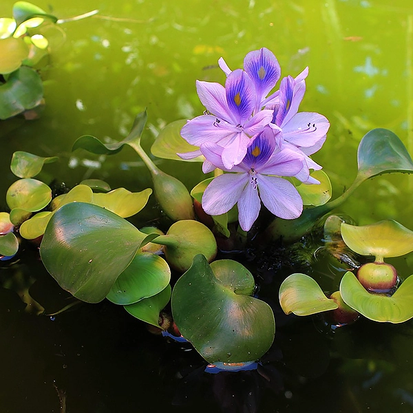 Une fleur violette en pleine floraison, avec des pétales délicats et un centre jaune. La fleur est entourée de feuilles vertes flottant sur l'eau, dans un étang ou un jardin aquatique.