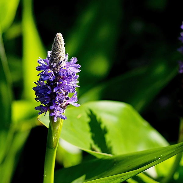 Une fleur violette en forme d'épi, avec des pétales délicats et un centre dense. La fleur est entourée de feuilles vertes et est située dans un environnement de jardin ou de zone humide.
