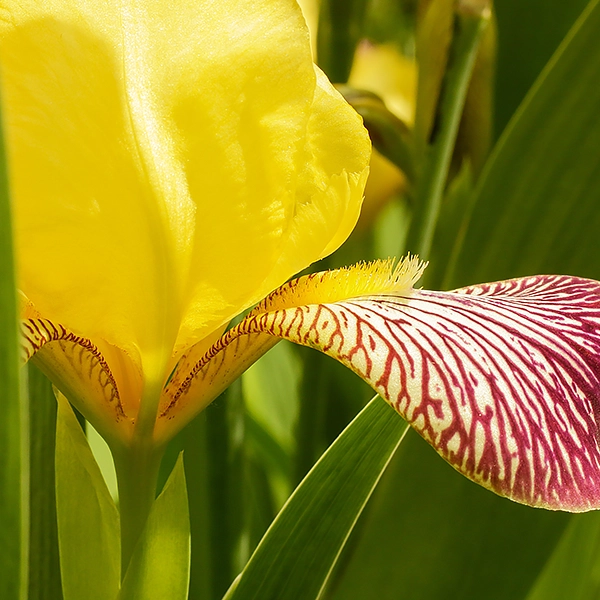 Une fleur jaune avec des pétales lisses et un pétale violet rayé avec des motifs en forme de veines. La fleur est entourée de feuilles vertes et est située dans un environnement de jardin.