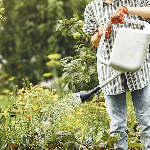 Les plantes qui résistent à la sécheresse; le choix malin pour un jardin économe en eau