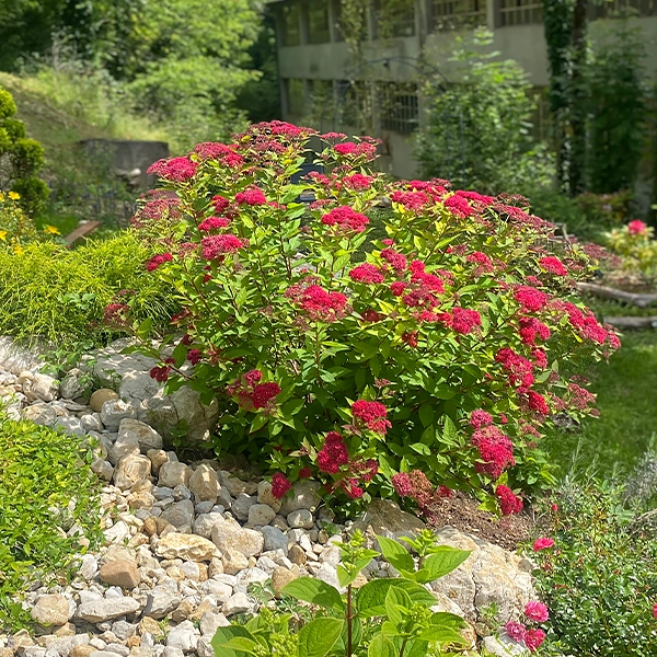 Faciles à vivre, robustes, généreux en fleurs : les Spirées ont tout pour plaire !